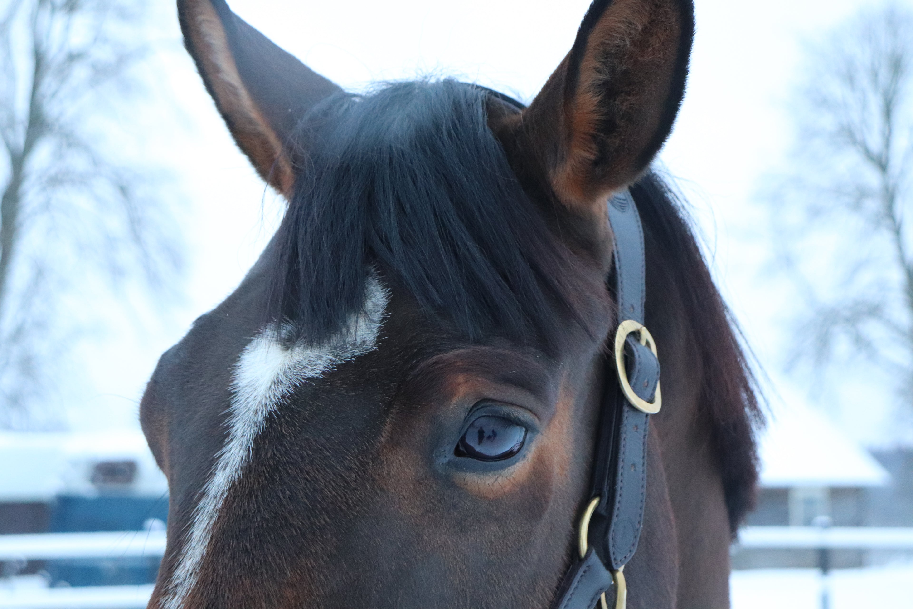 Anatomical Leather Halter