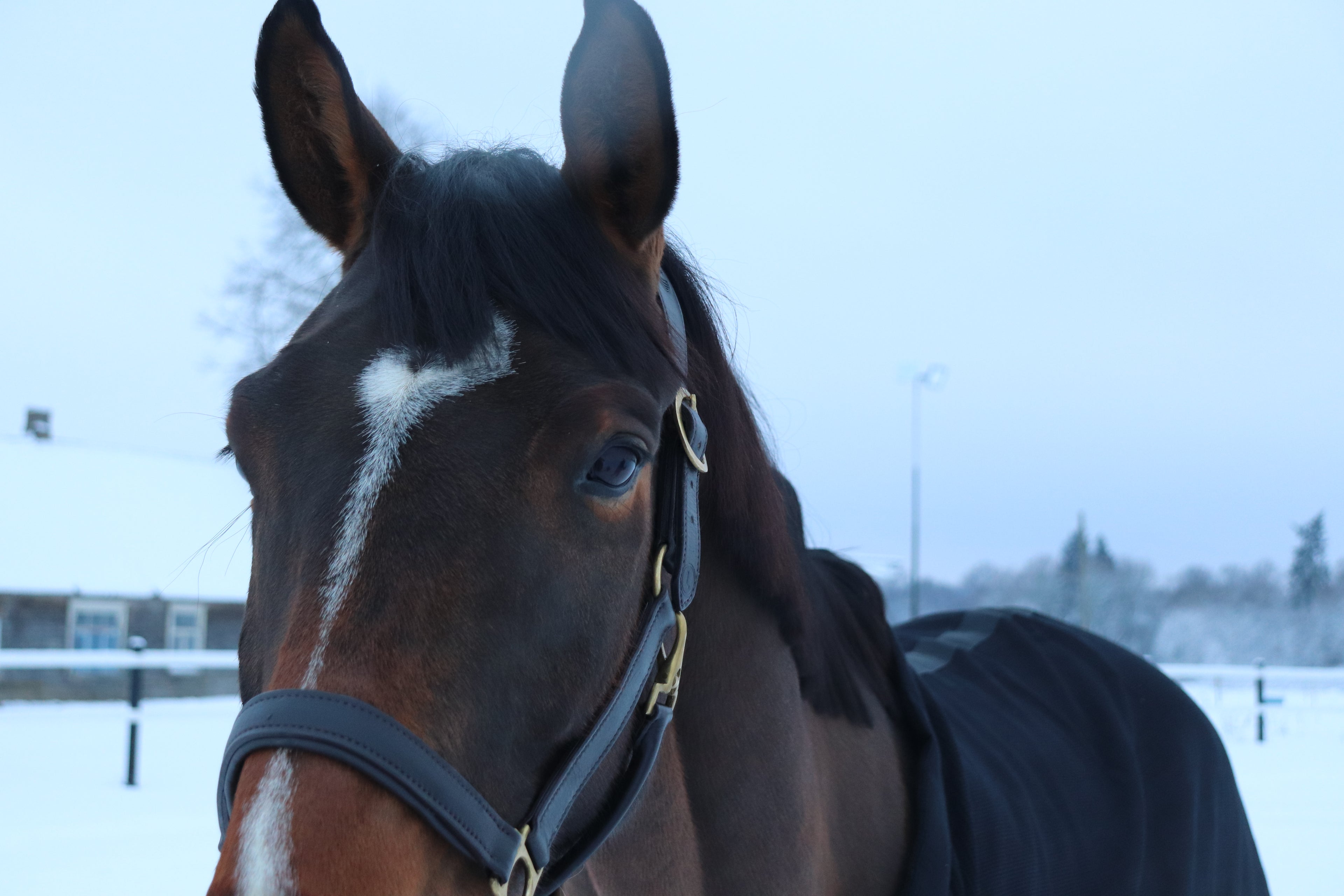 Anatomical Leather Halter