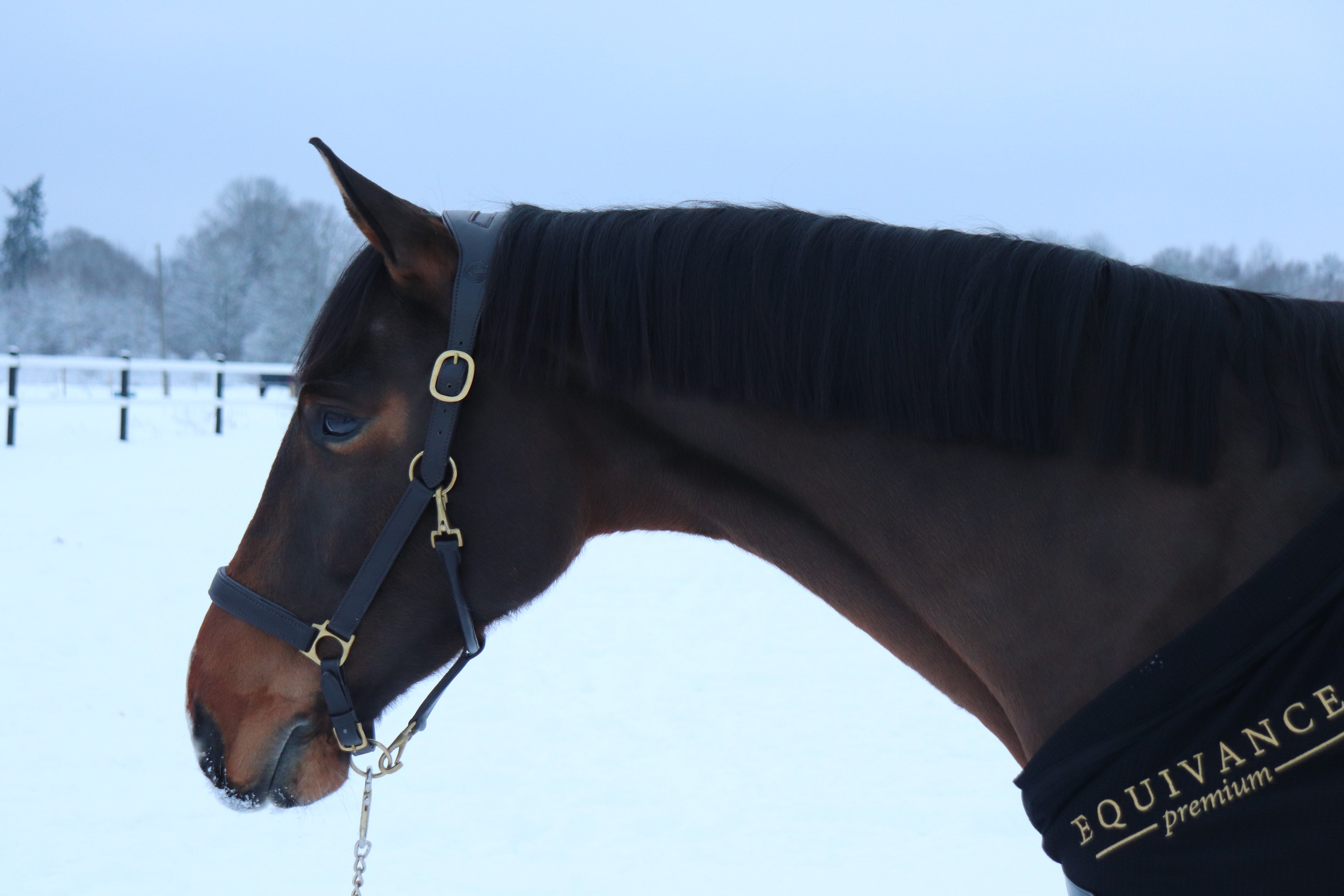 Anatomical Leather Halter